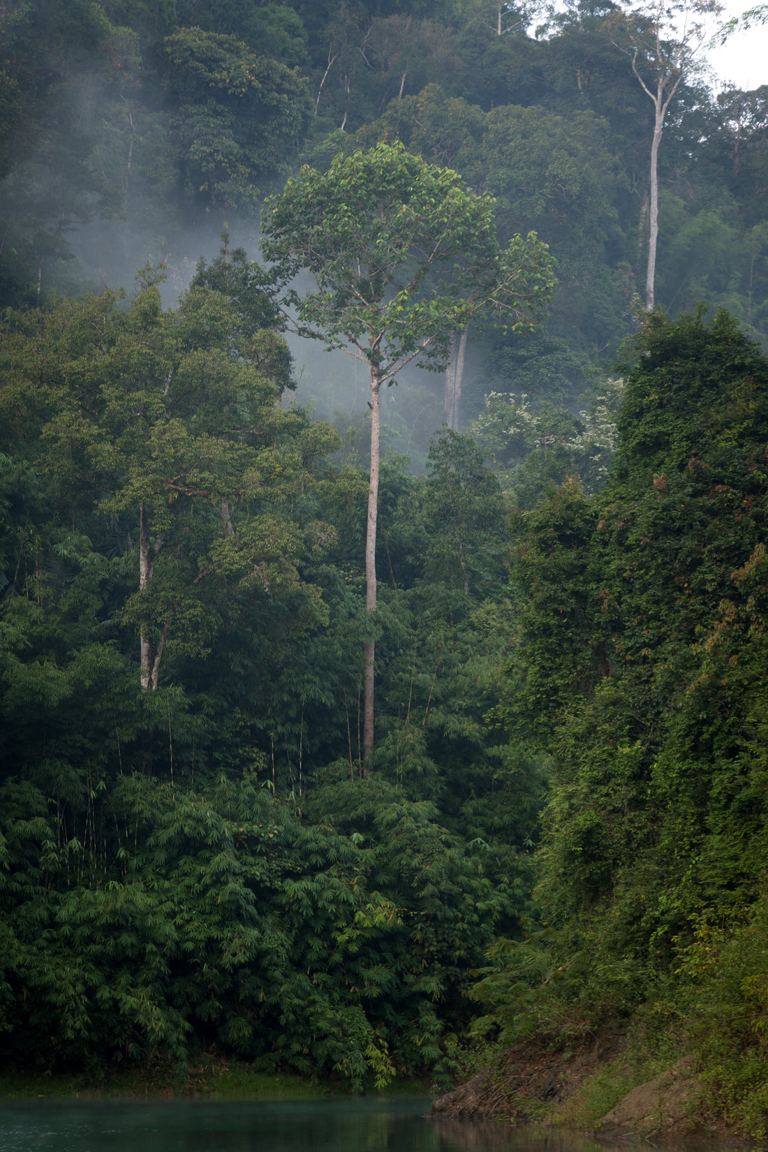 2 jours dans la plus vieille jungle de Thailande - Khao Sok