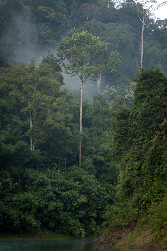 2 jours dans la plus vieille jungle de Thailande - Khao Sok